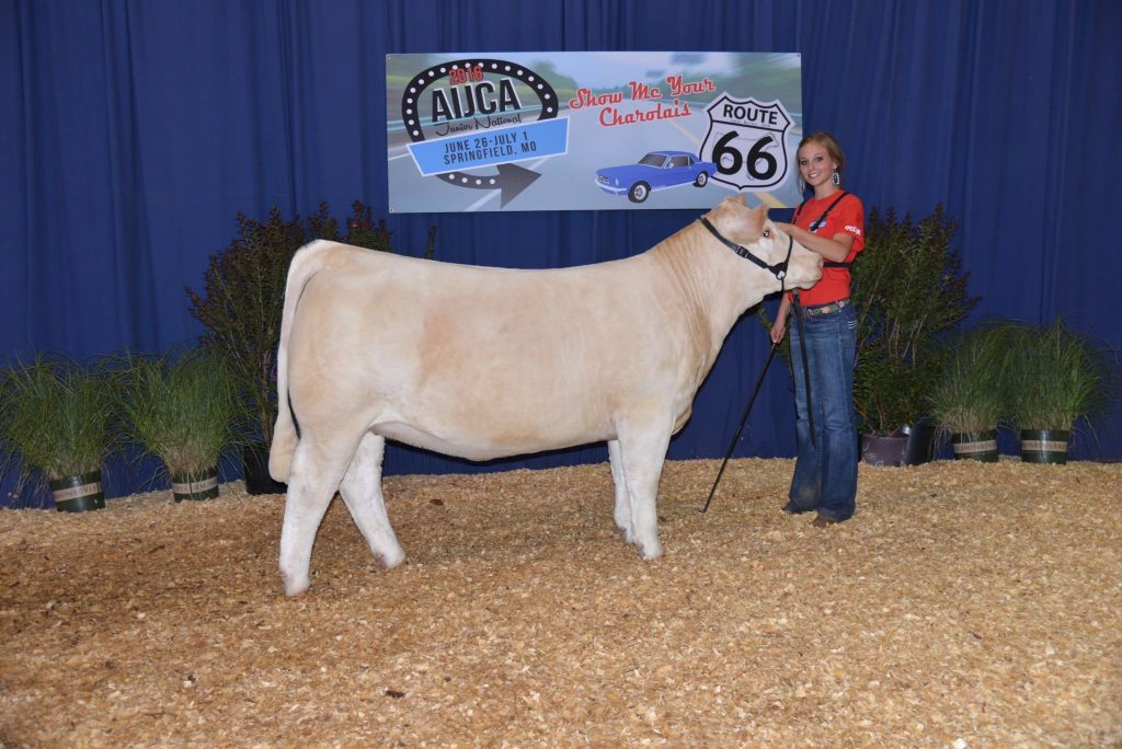 Cattle For Sale Stierwalt Cattle & Clinics Leedey, Oklahoma